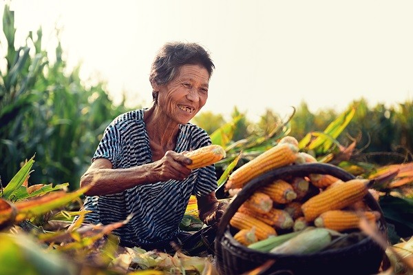 中原“豐”味丨河南各地秋收?qǐng)D景搶“鮮”上市！這些成語(yǔ)藏在其中