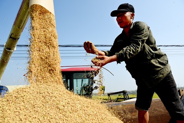 中原“豐”味丨河南各地秋收?qǐng)D景搶“鮮”上市！這些成語(yǔ)藏在其中