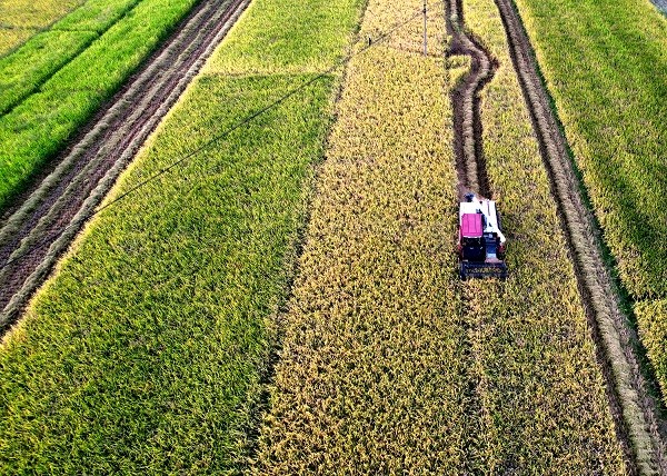 中原“豐”味丨河南各地秋收?qǐng)D景搶“鮮”上市！這些成語(yǔ)藏在其中