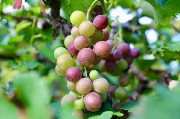 中原“豐”味丨河南各地秋收?qǐng)D景搶“鮮”上市！這些成語(yǔ)藏在其中