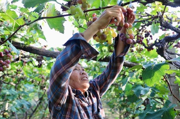 中原“豐”味丨河南各地秋收?qǐng)D景搶“鮮”上市！這些成語(yǔ)藏在其中