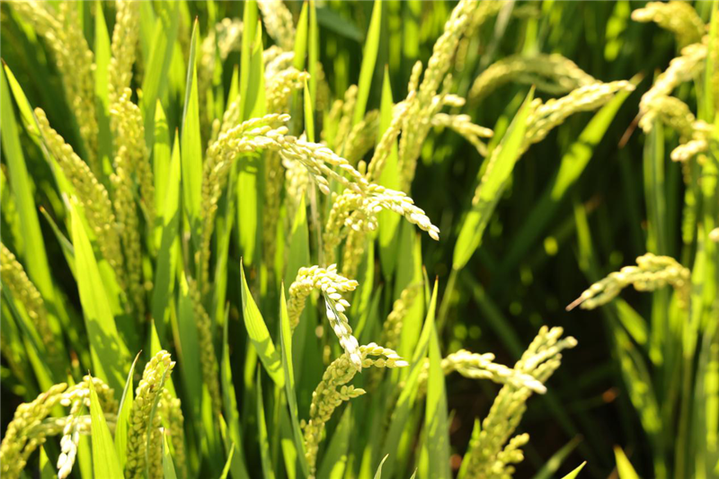 河南新鄉(xiāng):中原農(nóng)業(yè)強(qiáng)勢(shì)崛起 鑄就中國(guó)“糧食長(zhǎng)城”