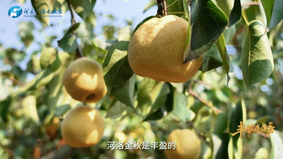 “國(guó)色天香”的河洛之地有多少美味？洛陽(yáng)農(nóng)業(yè)農(nóng)村局局長(zhǎng)帶你嘗美食賞美景！