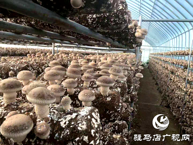 &ldquo;雁亭農(nóng)人&rdquo;品牌香菇基地迎來首采期