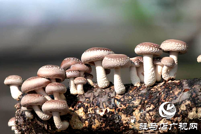 &ldquo;雁亭農(nóng)人&rdquo;品牌香菇基地迎來首采期