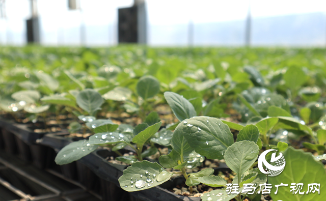 駐馬店市驛城區(qū)水屯鎮(zhèn)：智能化科學(xué)培育 育出產(chǎn)業(yè)振興“致富苗”