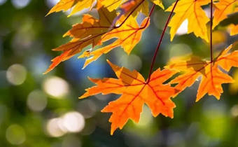 秋季如何養(yǎng)生？