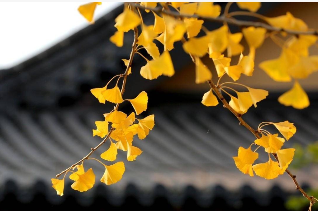 你有“悲秋綜合征”？寒露早起登高去 防燥斂神莫悲秋