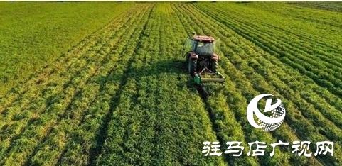 汝南：雁亭農(nóng)人——“四籽紅美人”新品上市！