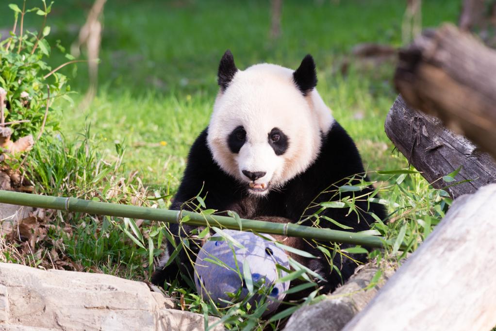旅美大熊貓“美香”“添添”“小奇跡”預(yù)計(jì)將在年內(nèi)回到中國