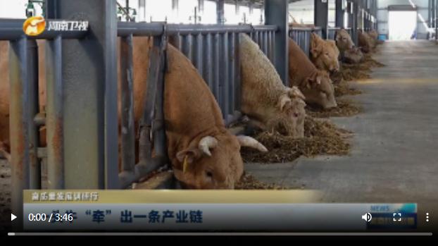 一頭牛“牽”出一條產(chǎn)業(yè)鏈丨高質(zhì)量發(fā)展調(diào)研行