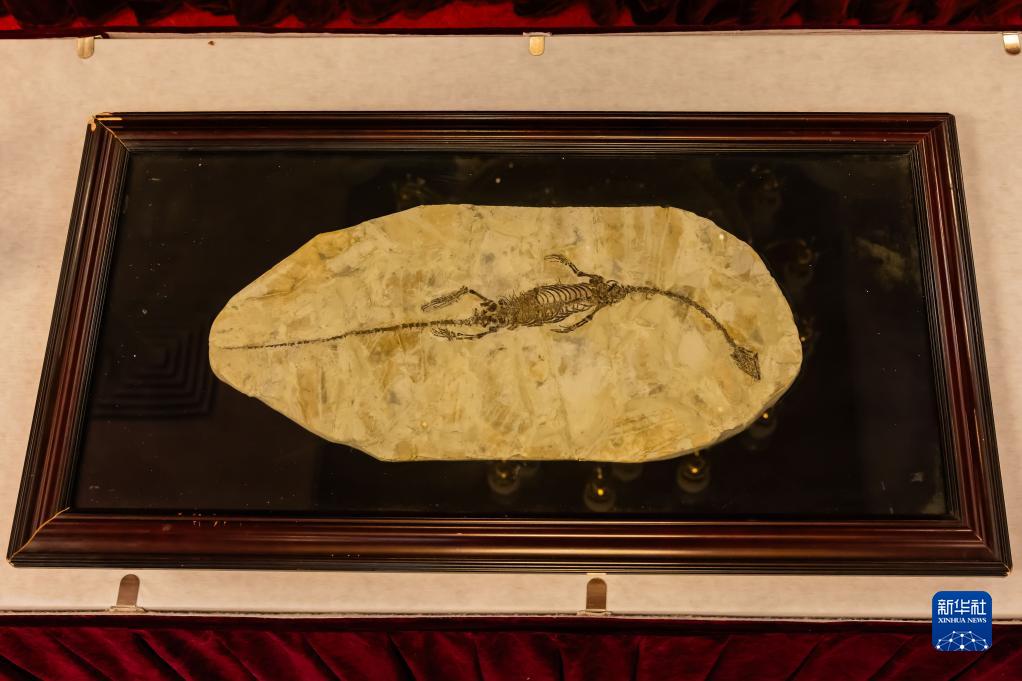 澳大利亞向中國返還流失文物藝術品與古生物化石