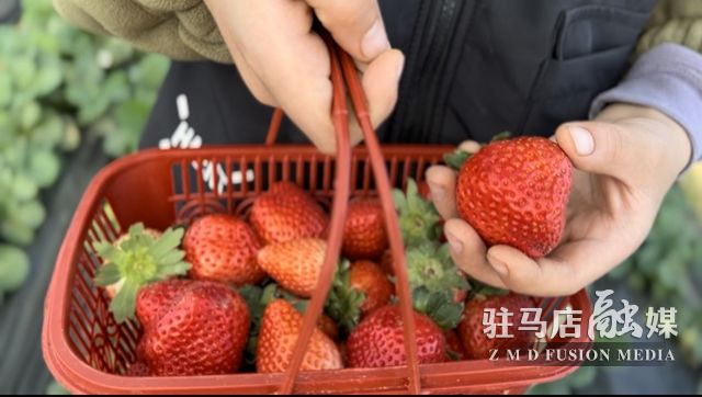 吃貨看過(guò)來(lái)！每斤35元！駐馬店這一水果新鮮上市......