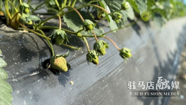 吃貨看過(guò)來(lái)！每斤35元！駐馬店這一水果新鮮上市......