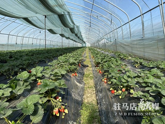 吃貨看過(guò)來(lái)！每斤35元！駐馬店這一水果新鮮上市......