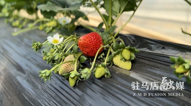 吃貨看過(guò)來(lái)！每斤35元！駐馬店這一水果新鮮上市......