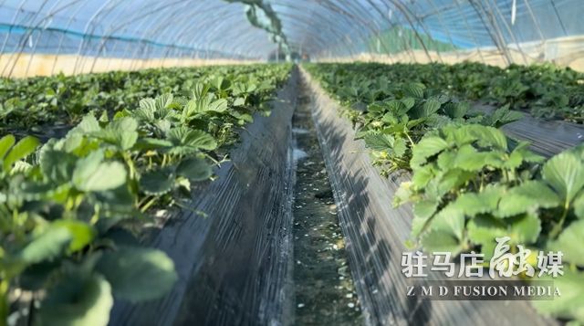 吃貨看過(guò)來(lái)！每斤35元！駐馬店這一水果新鮮上市......