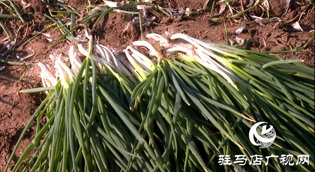 泌陽縣三門閘街道五里廟村：產業(yè)發(fā)展“蔥”滿新希望