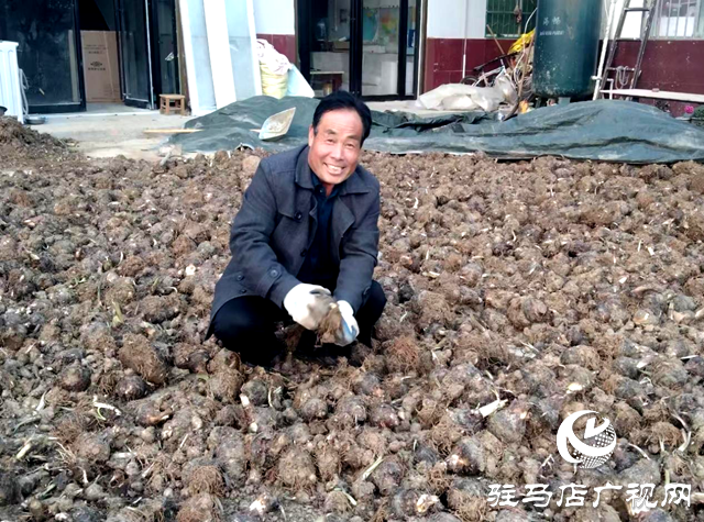 泌陽(yáng)春水：鄉(xiāng)村振興“芋”來越給力