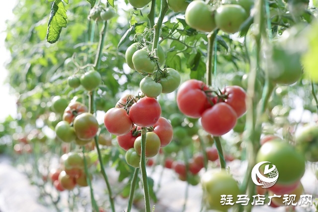 宿鴨湖街道桃園鋪社區(qū)：蔬菜大棚“種”出鄉(xiāng)村振興好“錢(qián)”景