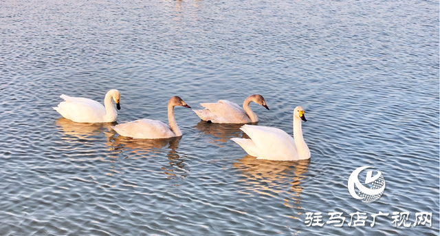 【組圖】壯觀！宿鴨湖迎來(lái)大批天鵝越冬