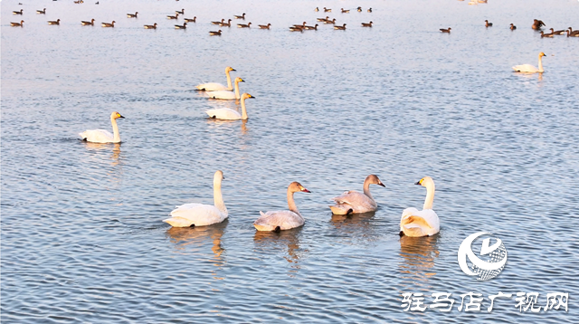 【組圖】壯觀！宿鴨湖迎來(lái)大批天鵝越冬