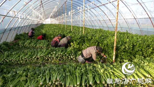 上蔡融媒樂助：芹菜每斤3角錢，量大從優(yōu)!