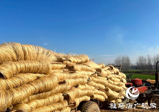 泌陽縣郭集鎮(zhèn)：小粉條做成大產(chǎn)業(yè)，助力農(nóng)民增收致富