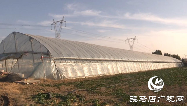 驛城區(qū)：積極應對寒潮來襲 全力保障蔬菜生產(chǎn)