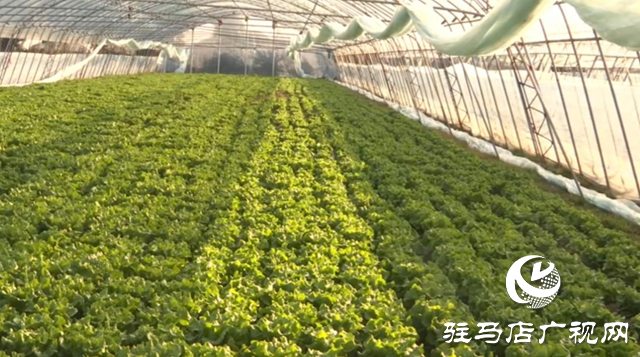 驛城區(qū)：積極應對寒潮來襲 全力保障蔬菜生產(chǎn)