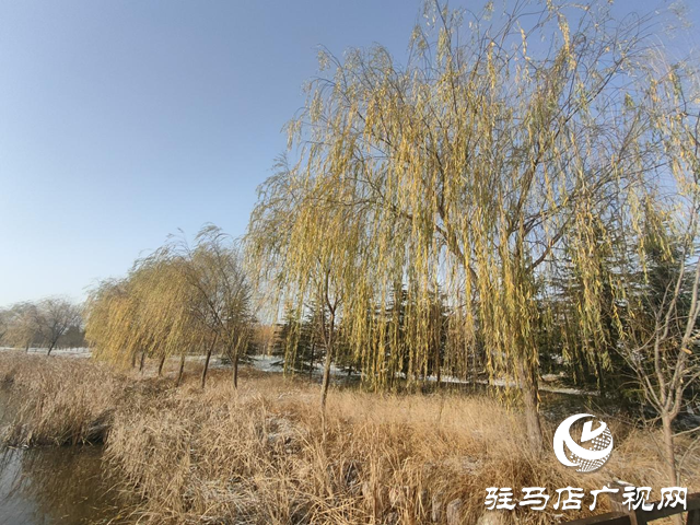 新蔡縣:“五湖四帶”披銀裝 雪中風(fēng)景美如畫