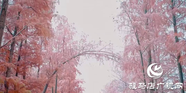 新蔡縣:“五湖四帶”披銀裝 雪中風(fēng)景美如畫