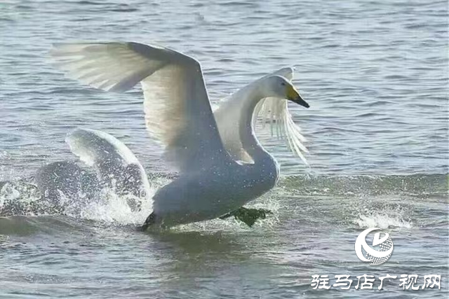 新蔡縣:“五湖四帶”披銀裝 雪中風(fēng)景美如畫