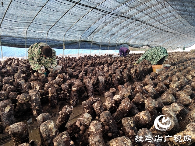 泌陽縣楊家集鎮(zhèn)孟崗村：開展香菇規(guī)?；N植 打造“一村一品”特色產(chǎn)業(yè)