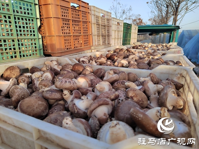 泌陽縣楊家集鎮(zhèn)孟崗村：開展香菇規(guī)?；N植 打造“一村一品”特色產(chǎn)業(yè)
