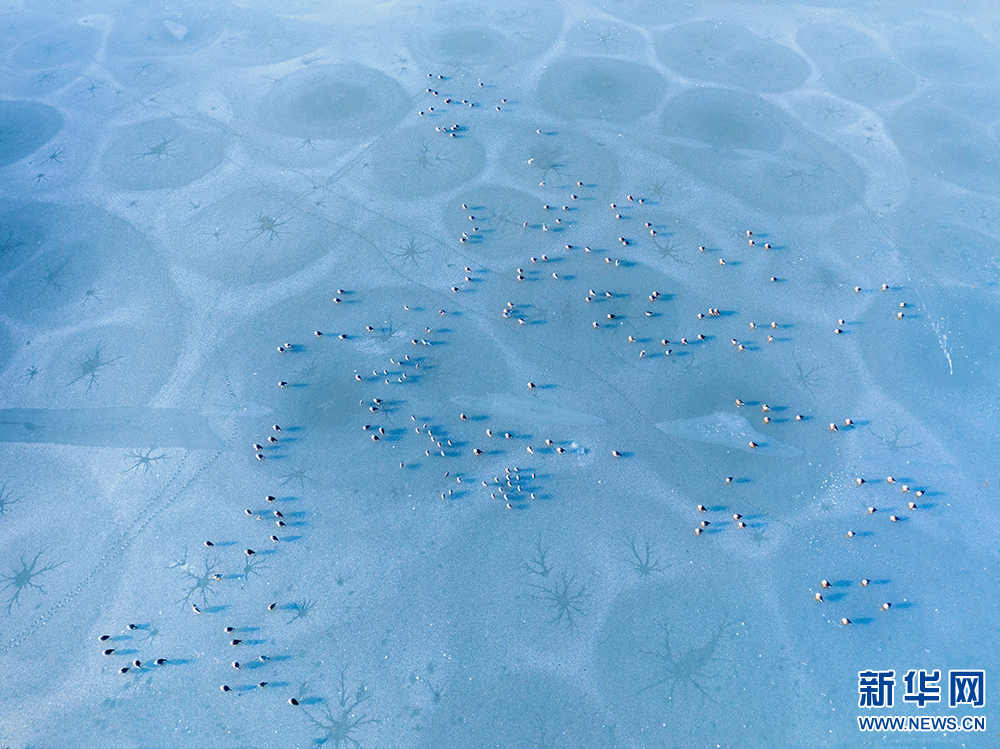江蘇興化:濕地冰面現(xiàn)“潮汐樹”