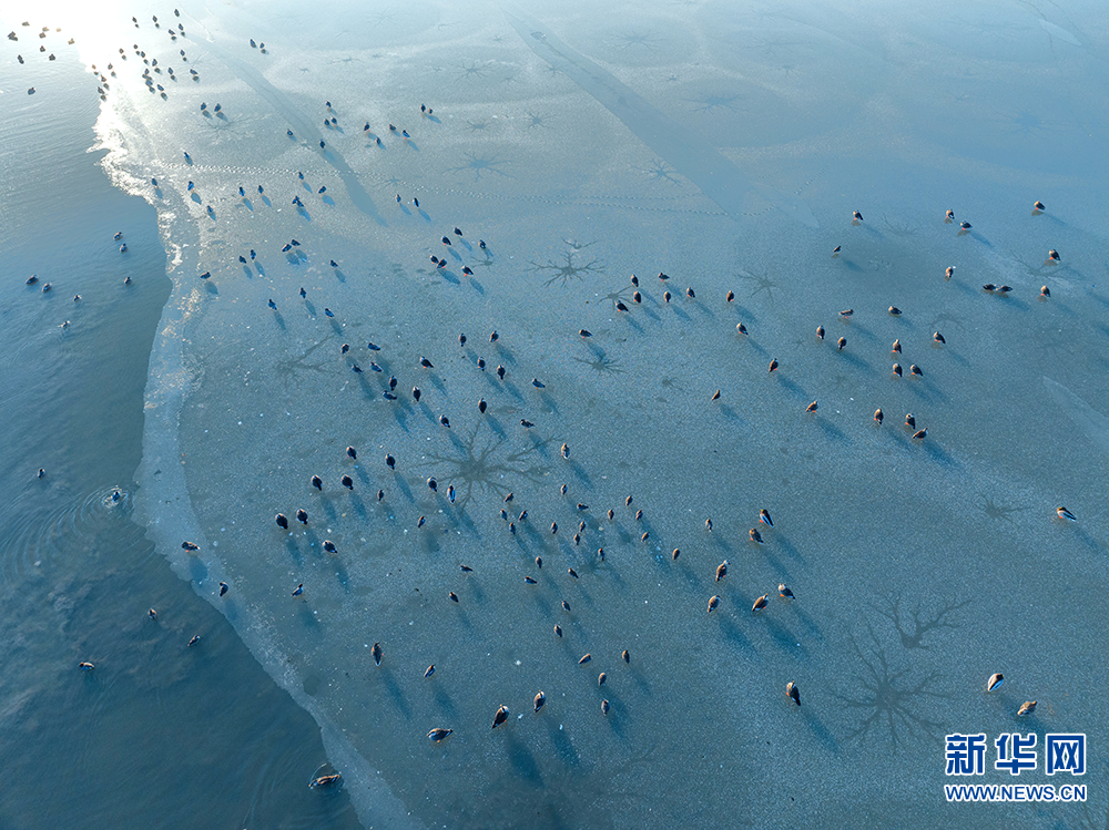 江蘇興化:濕地冰面現(xiàn)“潮汐樹”