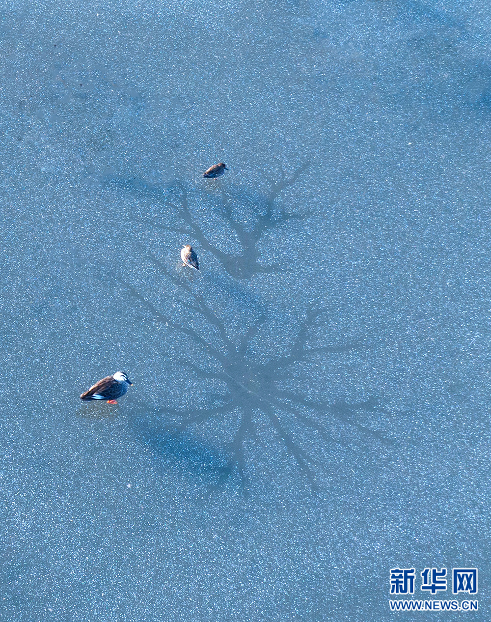 江蘇興化:濕地冰面現(xiàn)“潮汐樹”