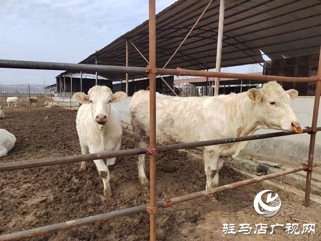 閃光的平凡||張熙:村民脫貧致富的“領(lǐng)路人”