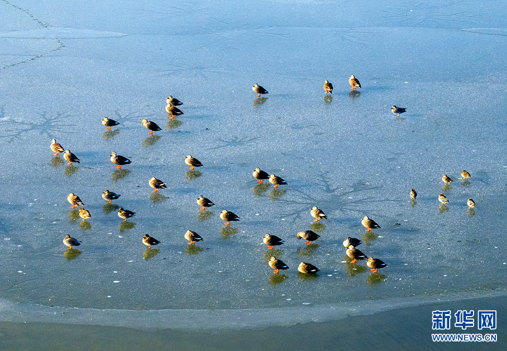 江蘇興化:濕地冰面現(xiàn)“潮汐樹”