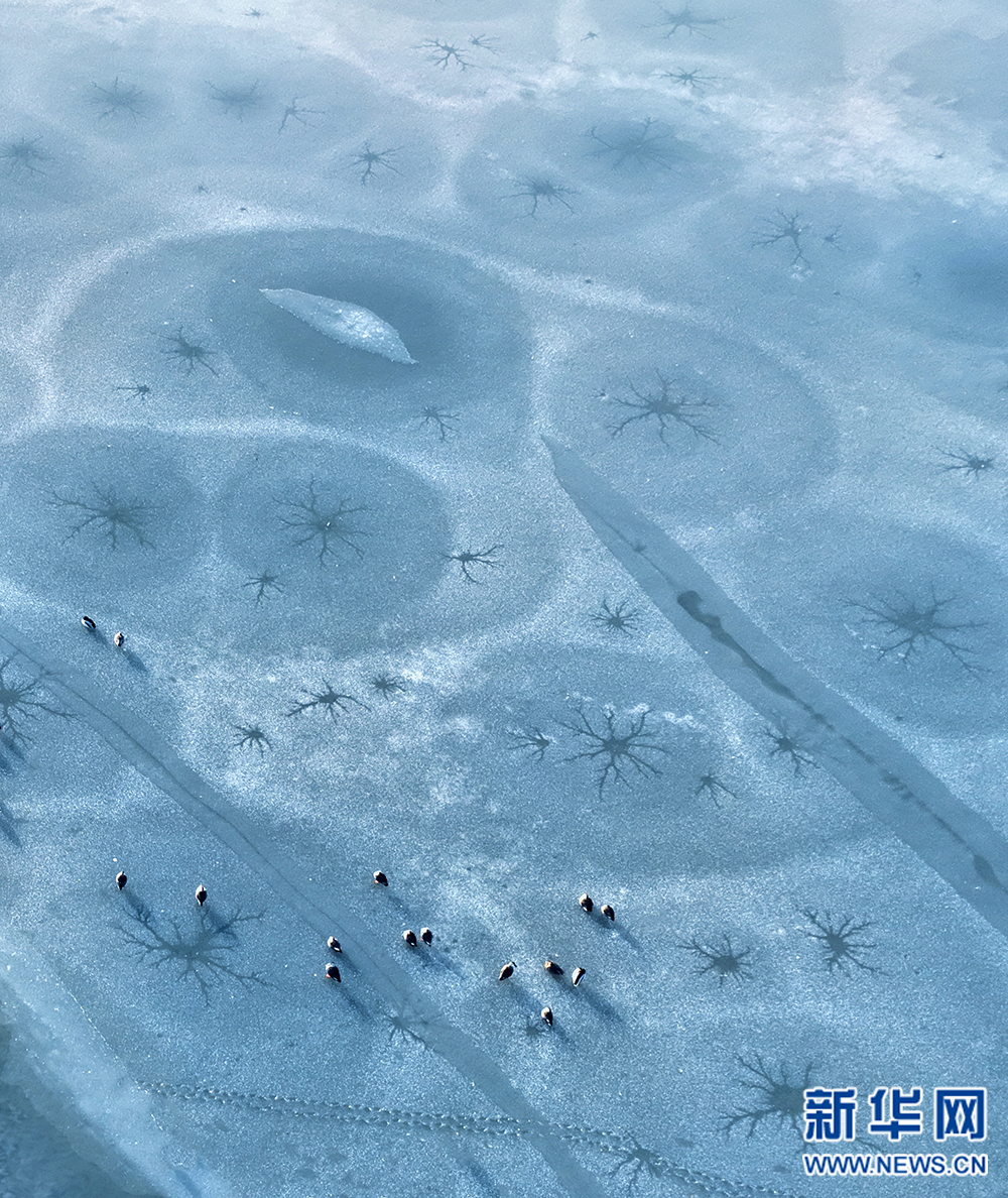 江蘇興化:濕地冰面現(xiàn)“潮汐樹”