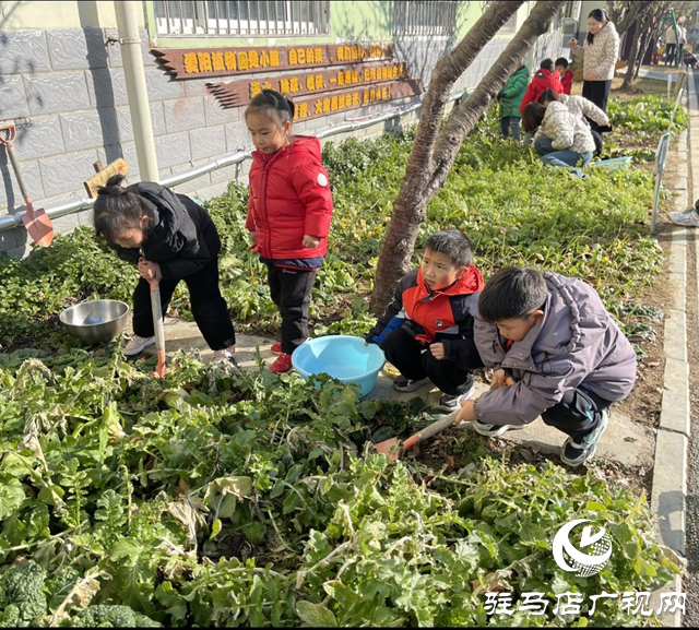 食育有方！駐馬店這家幼兒園被評為特色幼兒園