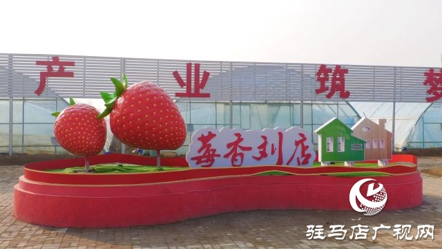 確山縣劉店鎮(zhèn):草莓喜獲豐收 映紅“莓”好生活