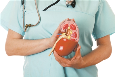 科研人員發(fā)現(xiàn)尿路顆粒物清除新機(jī)制 防止結(jié)石，腎臟里有群“清道夫”