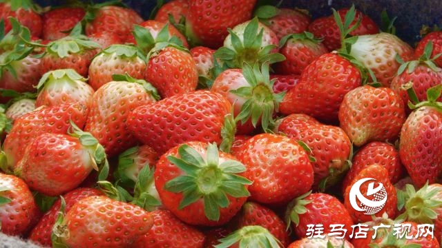 確山縣劉店鎮(zhèn):草莓喜獲豐收 映紅“莓”好生活