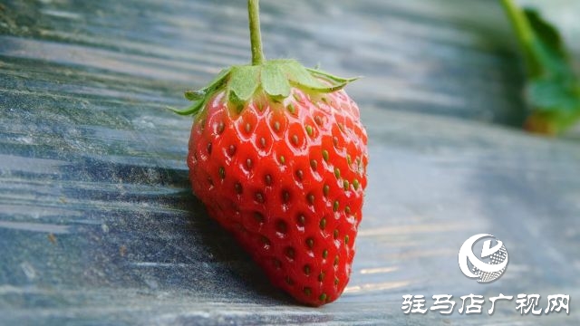 確山縣劉店鎮(zhèn):草莓喜獲豐收 映紅“莓”好生活