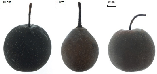 東北的凍梨能用冰箱復(fù)刻出來嗎