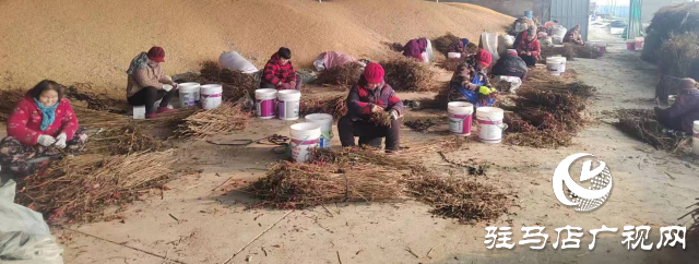 平輿縣廟灣鎮(zhèn)趙莊村：火紅的小辣椒&ldquo;映紅&rdquo;村民致富路辣出幸福味