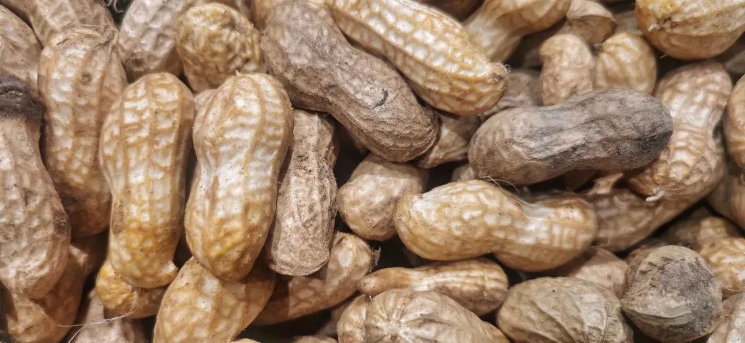 饅頭放冰箱超過 3 天會產(chǎn)生黃曲霉毒素，吃了能致癌？真相是......