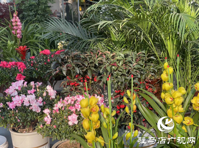 平輿縣:花卉綠植成為市民必備的年貨之一